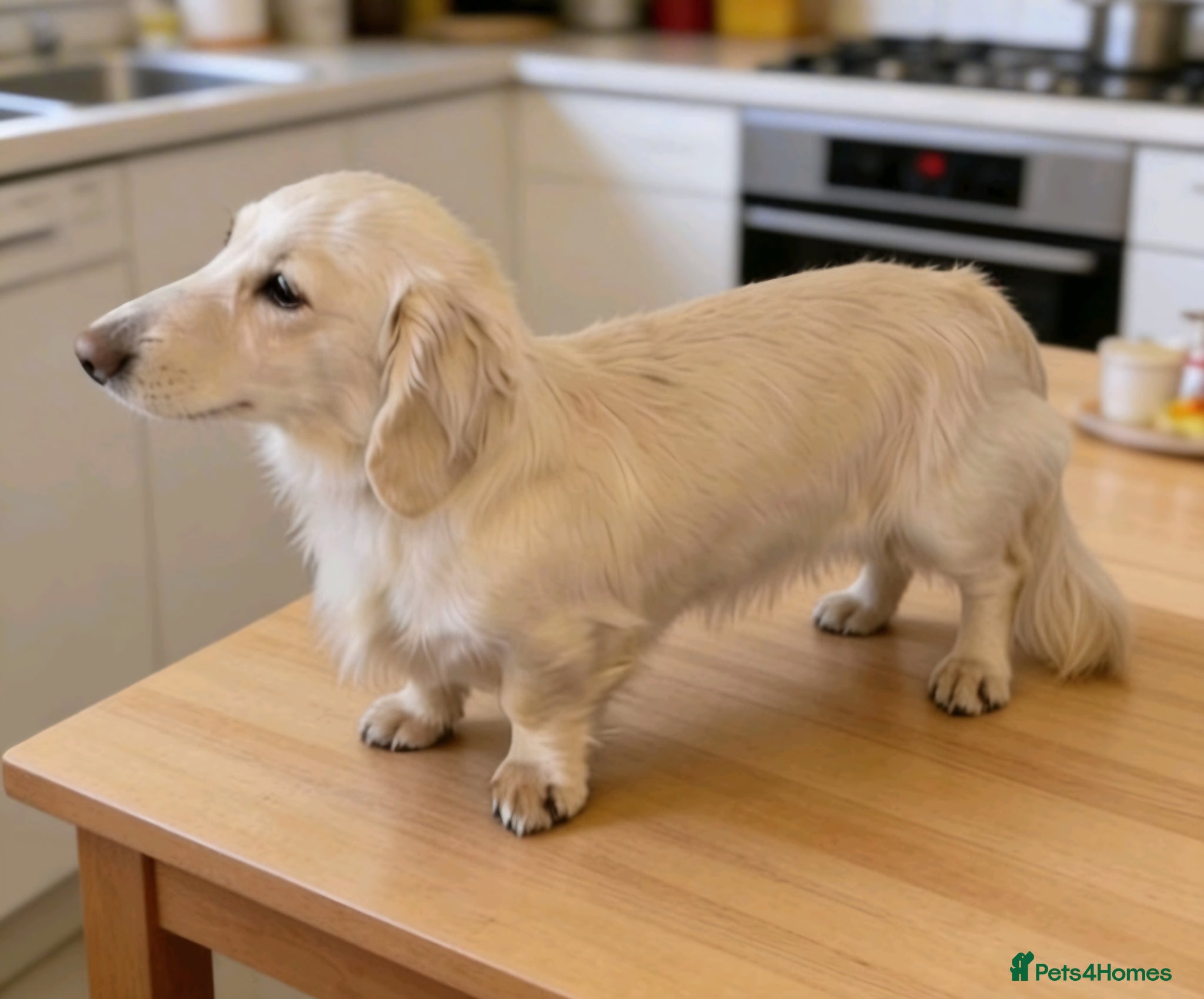 Miniature Dachshund dogs for stud: ⭐️STUNNING ee/ii DOUBLE INTENSITY CREAM STUD⭐️ - Advert 1