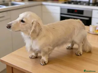 Miniature Dachshund dogs for stud: ⭐️STUNNING ee/ii DOUBLE INTENSITY CREAM STUD⭐️ - Advert 1