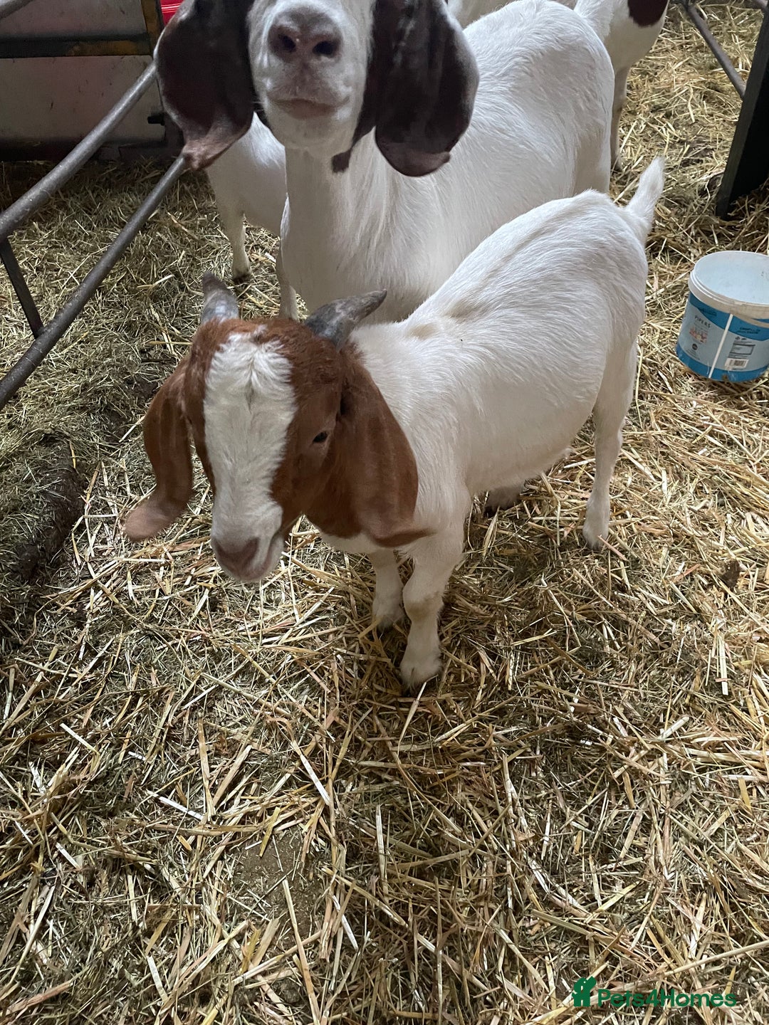 Goats livestock for sale: Boer Kids - This year   - Image 8