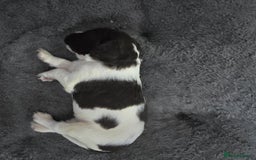 English Springer Spaniel dogs for sale: Stunning Pedigree Registered Pups - Image 6