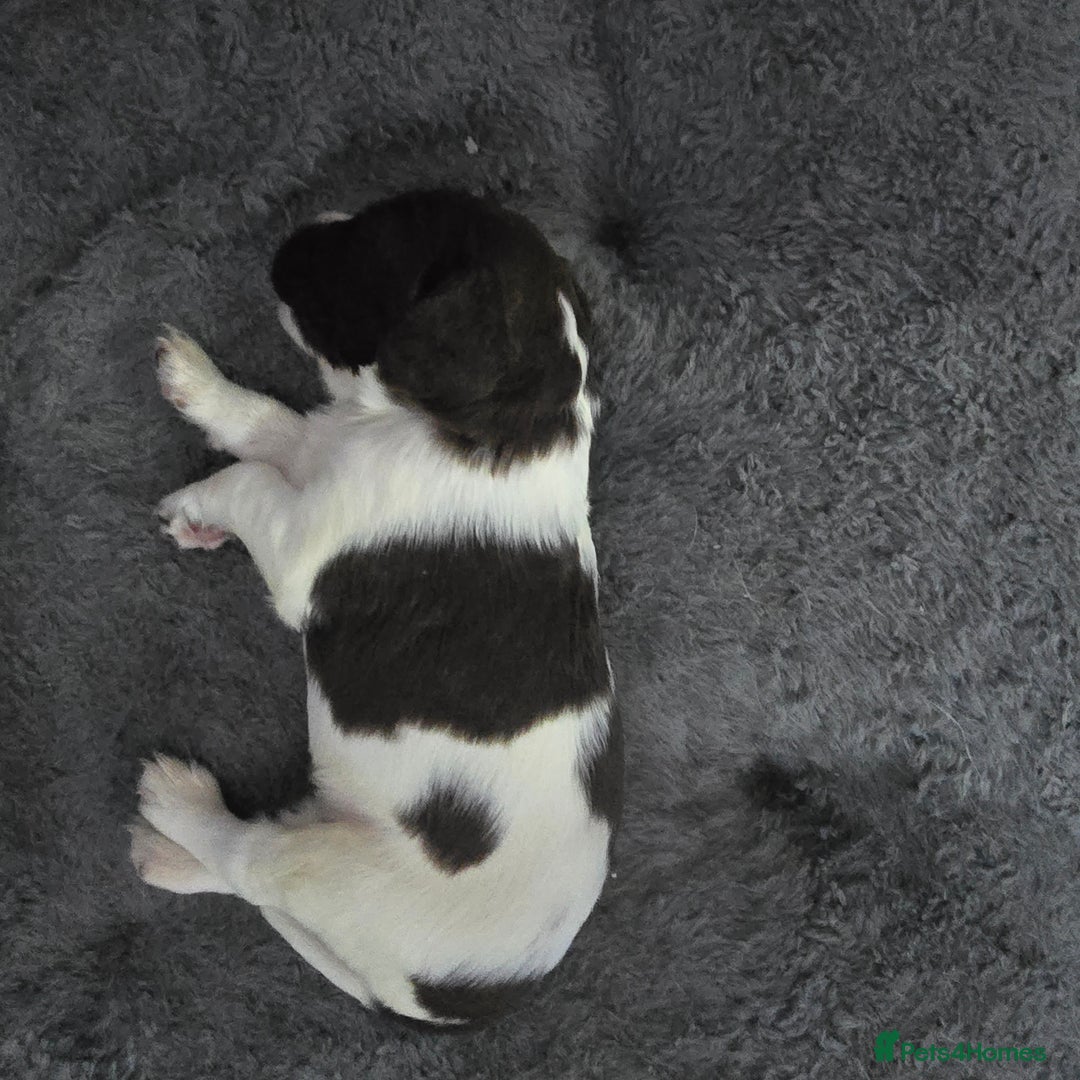 English Springer Spaniel dogs for sale: Stunning Pedigree Registered Pups - Image 6