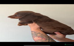 Miniature Dachshund dogs for sale: Longhaired miniature dachshunds 🫶🏻 - Image 2