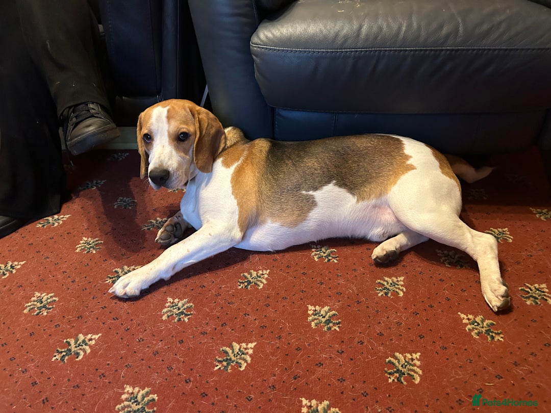 Beagle dogs for sale: Archie the Beagle for sale  - Image 6