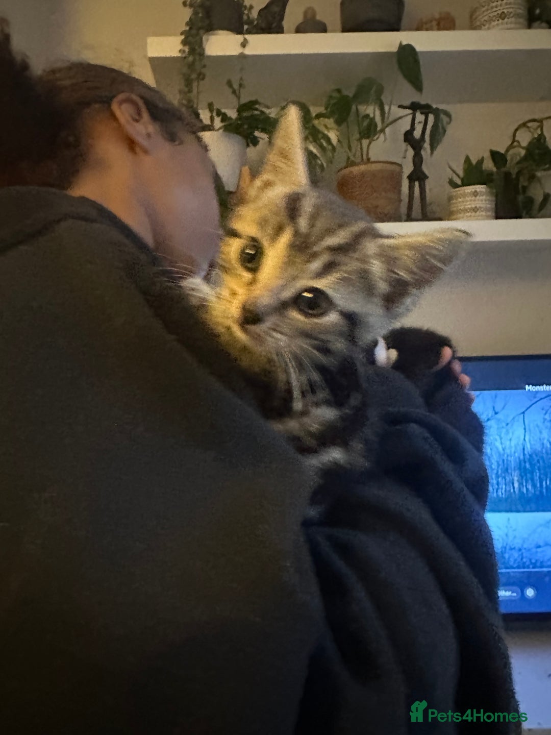 Mixed Breed cats for sale: 3 Beautiful Kittens Remaining  - Image 21