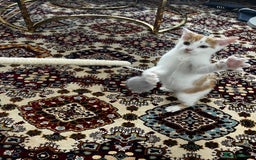 Mixed Breed cats for sale: calico male kitten READY TO LEAVE - Image 13