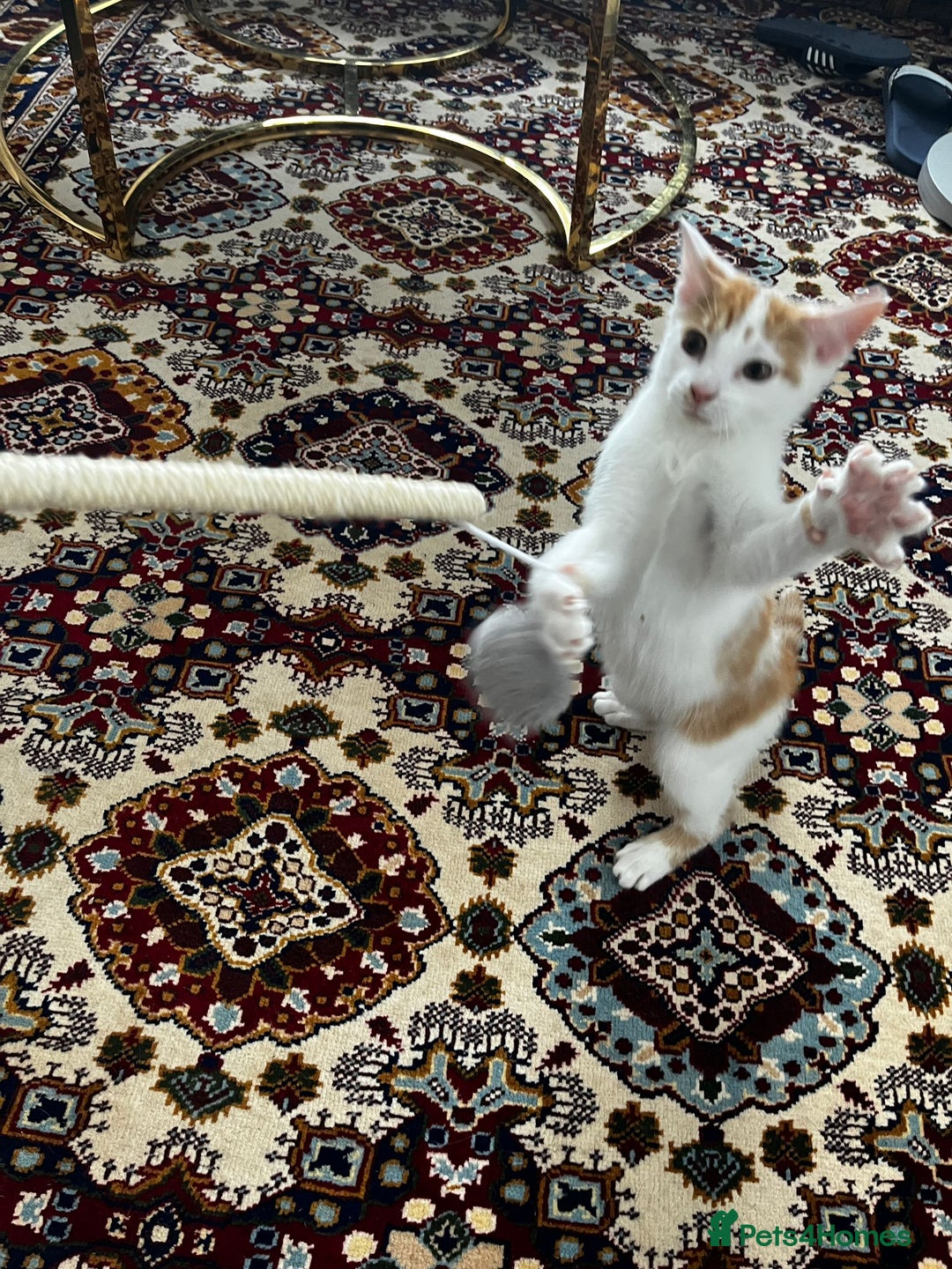 Mixed Breed cats for sale: calico male kitten READY TO LEAVE - Image 13