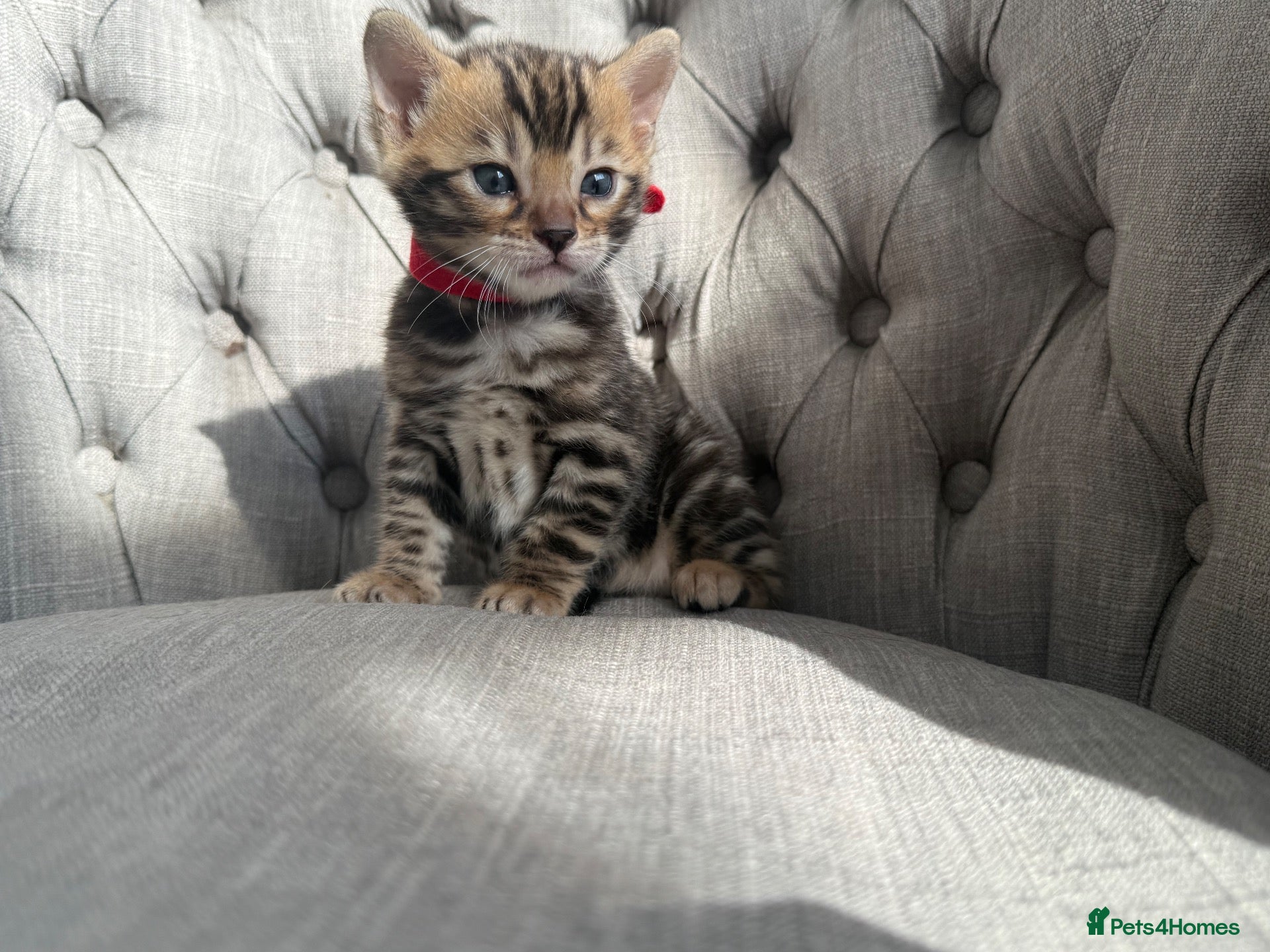 Bengal cats Outstanding Little Leopards 🐆  - Advert 2