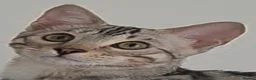 Bengal cats for sale: Outstanding Tica Show quality bengal kitten's - Advert 4