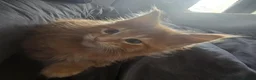 Maine Coon cats for sale: Big healthy mainecoon kittens  in Llanfairpwllgwyngyll - Advert 3