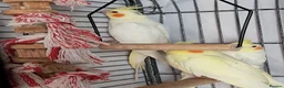 Cockatiels birds for sale: Baby Cockatiels - Advert 2