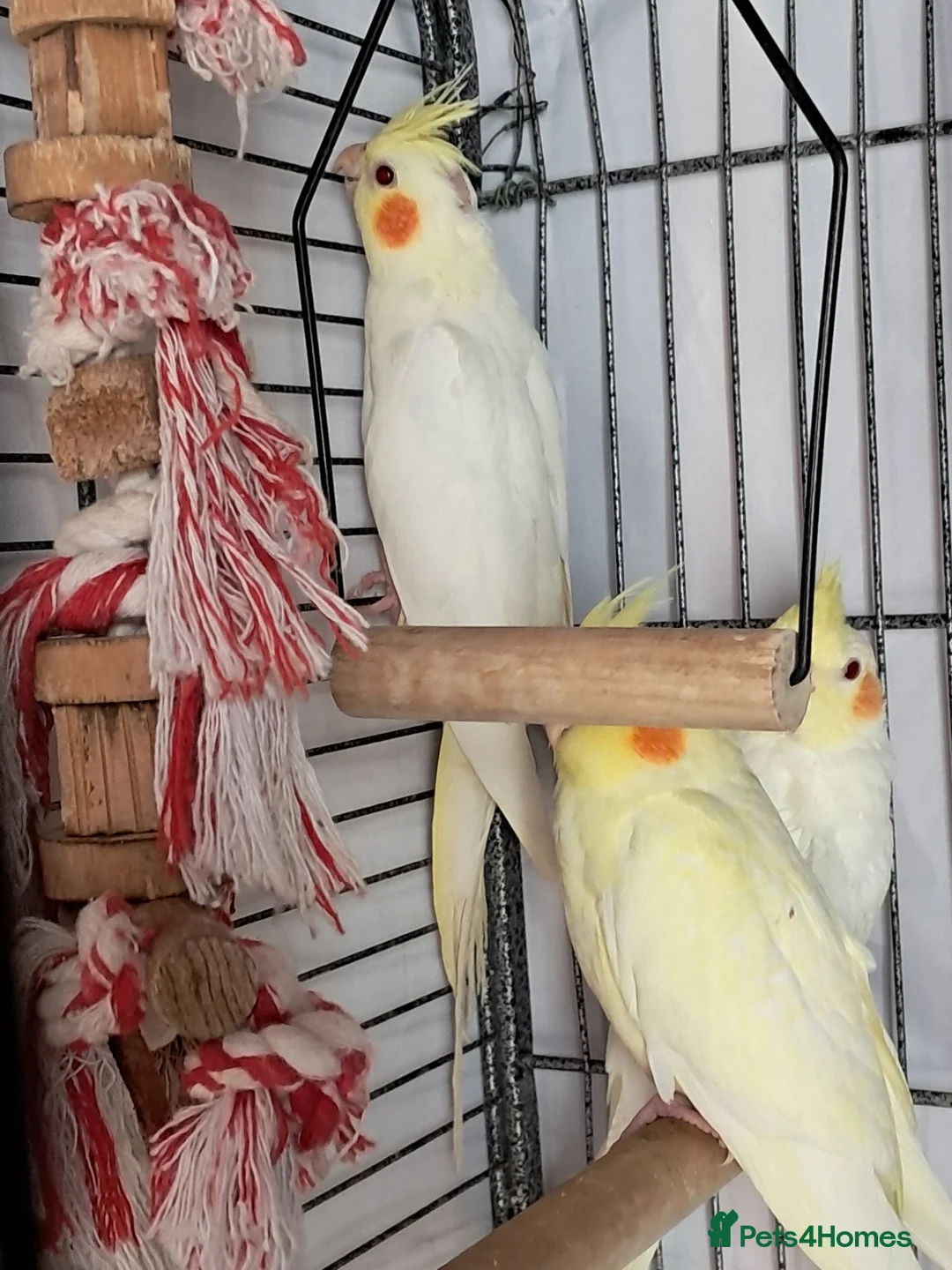 Cockatiels birds for sale: Baby Cockatiels - Advert 2