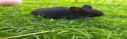English Lop rabbits for sale: 5 beautiful English Lop bunnies - range of colours in Shefford - Advert 7
