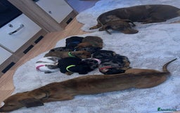 Dachshund dogs for sale: Adorable dachshund puppies ready for loving homes - Image 18