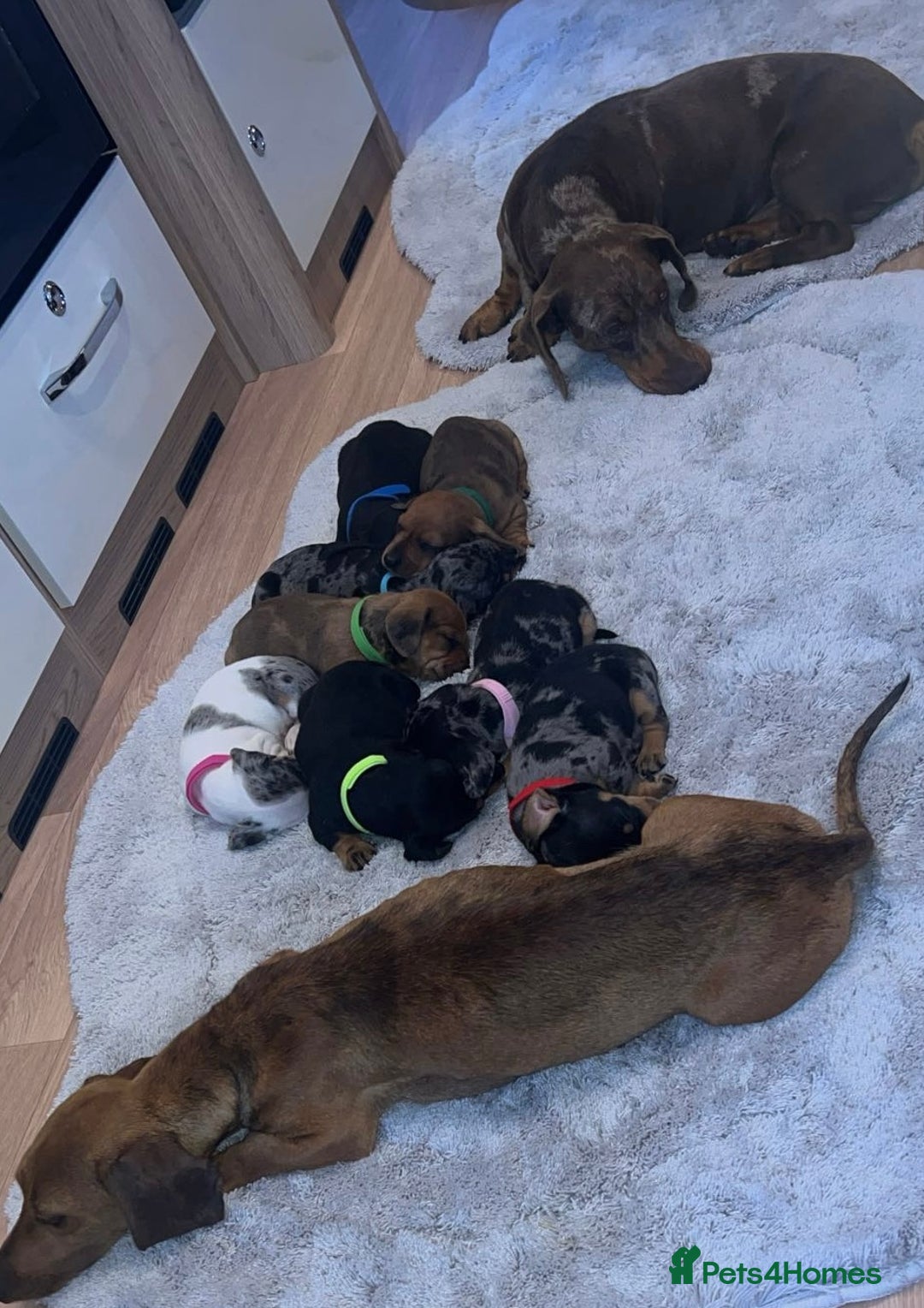 Dachshund dogs for sale: Adorable dachshund puppies ready for loving homes - Image 18