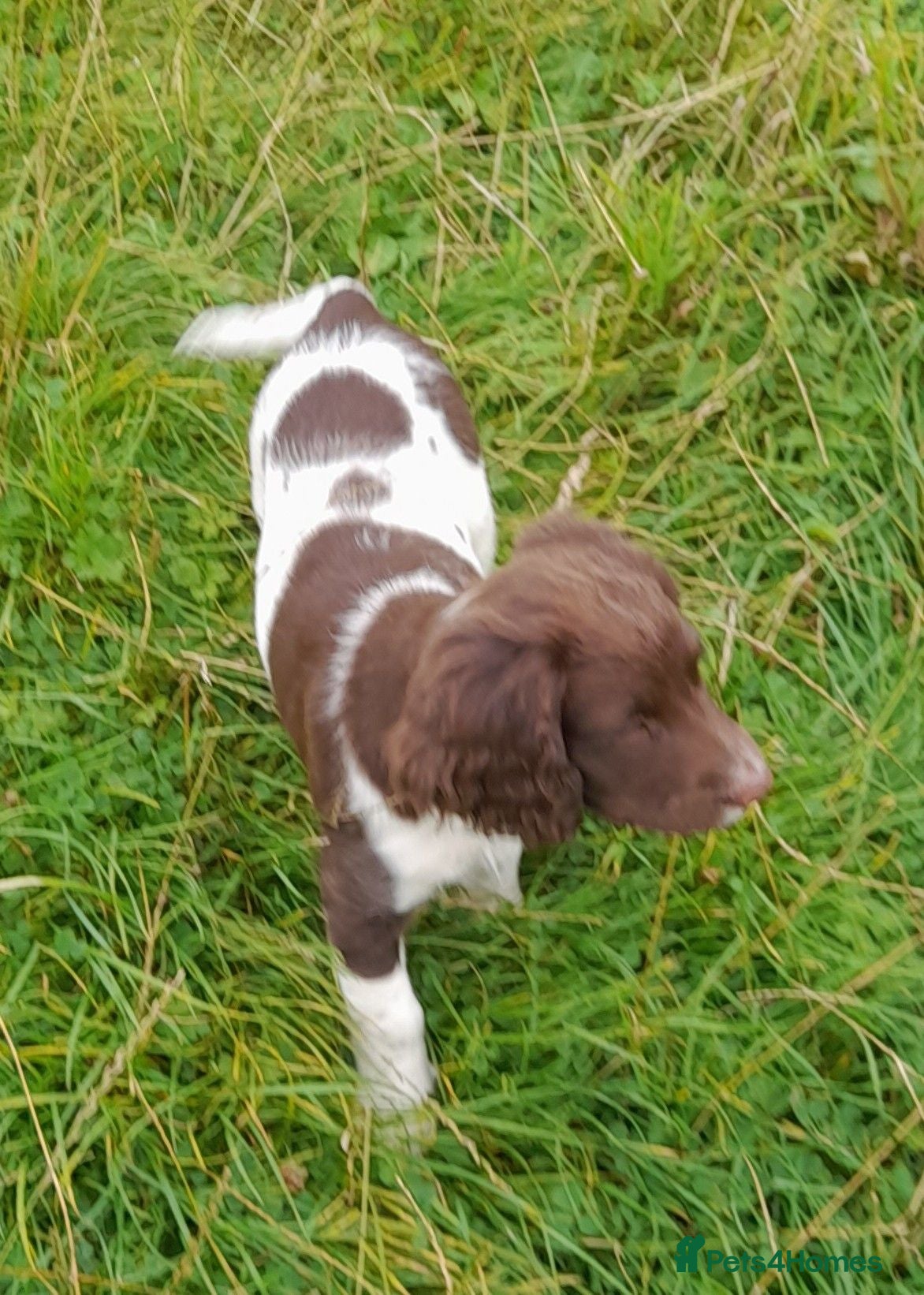 English Springer Spaniel dogs Gorgeous English Springer Spaniels Puppies - Advert 1