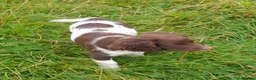 English Springer Spaniel dogs for sale: Gorgeous English Springer Spaniels Puppies - Advert 17