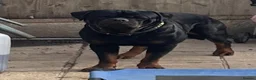 Rottweiler dogs for stud: Stunning KC reg boy now at public stud - Advert 8