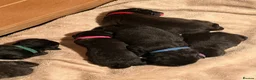 Cane Corso dogs for sale: Cane corso puppies  - Advert 11