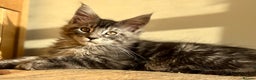 Maine Coon cats for sale: Beautiful Maine coon kittens - Advert 25