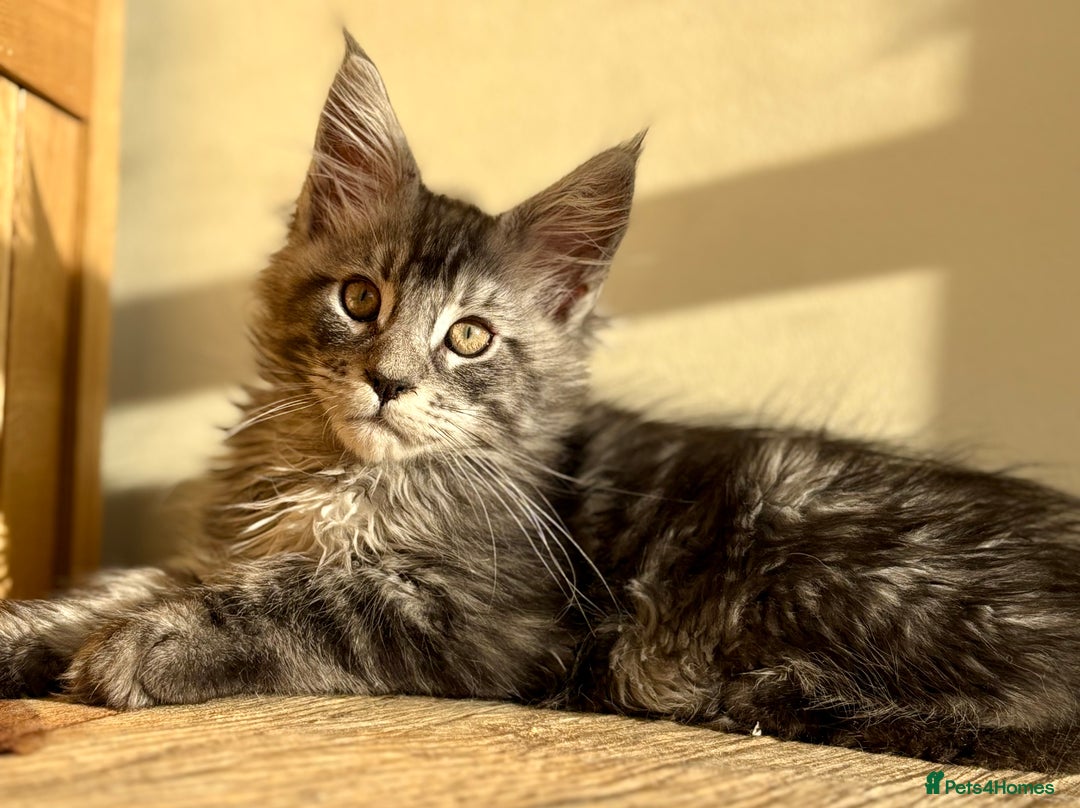 Maine Coon cats for sale: Beautiful Maine coon kittens - Advert 25