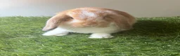 Mini Lop rabbits for sale: Stunning mini lop babies - amazing temperaments  - Advert 4