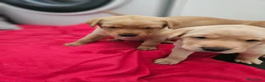 Labrador Retriever Puppy 5