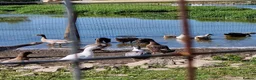 Ducks poultry for sale: Indian runner and Indian runner x Campbell  - Advert 2