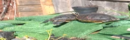 Terrapin reptiles for sale: Terrapin and turtle resue - Advert 3
