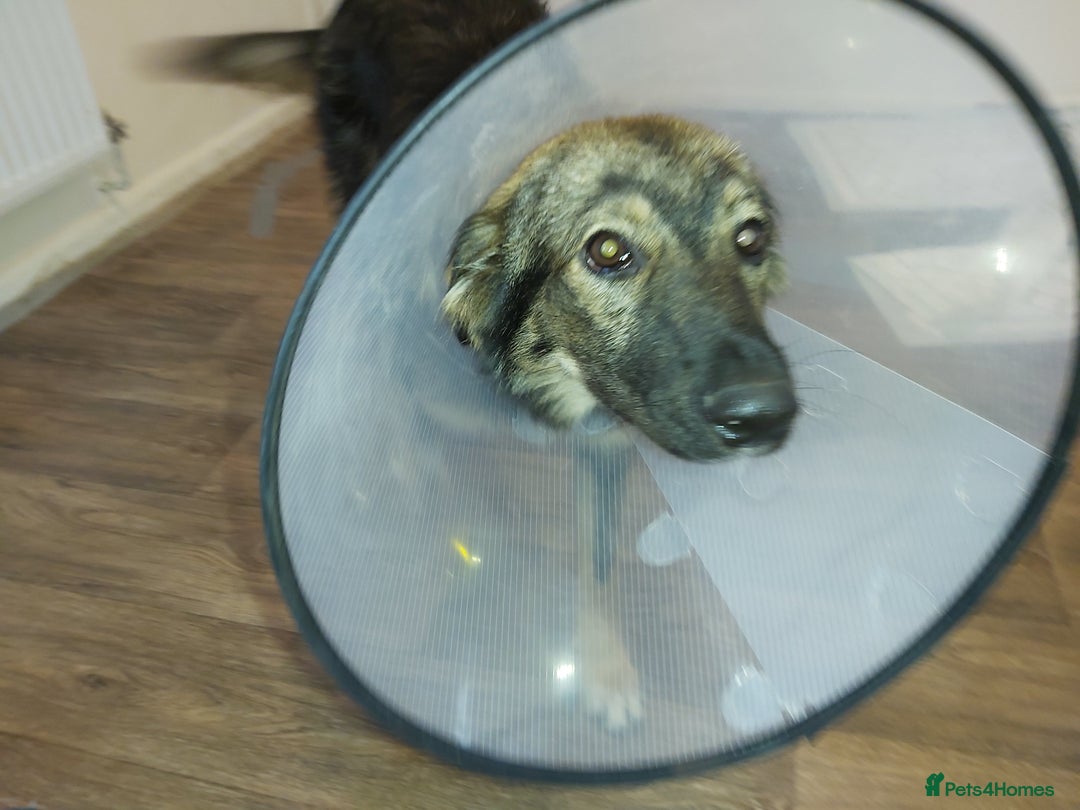 Mixed Breed dogs for adoption: Meet Little BEAR, a Lovely but naughty Boy... - Image 19
