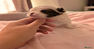 Chihuahua dogs - Advert 4