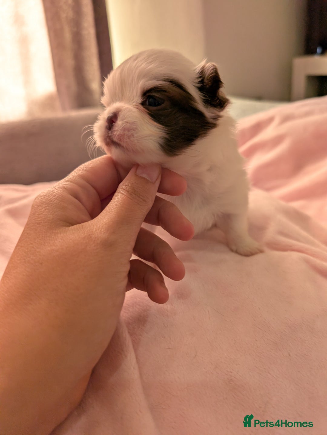 Chihuahua dogs for sale: Beautiful chocolate parti long coat KC reg Girl - Image 2