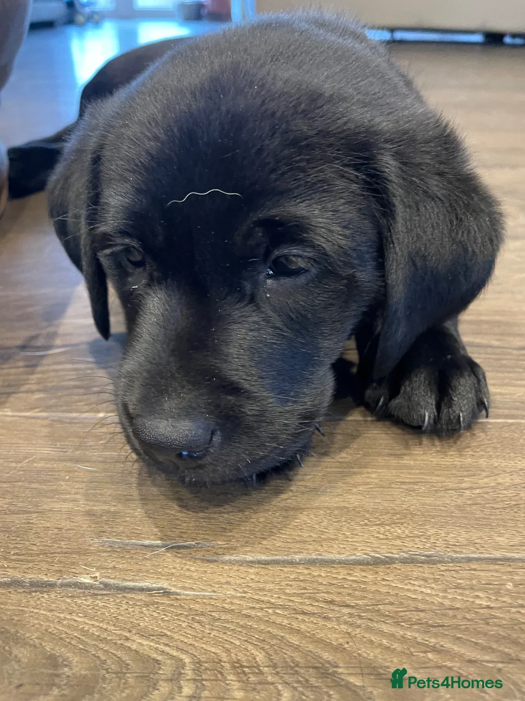Labrador Retriever dogs for sale: Black Labrador Puppies VERY well socialised  - Advert 2