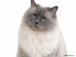Ragdoll cats 🏆Gccf/TICA CARRYING CHOCOLATE gccf ragdoll stud in Merthyr Tydfil - Advert 11
