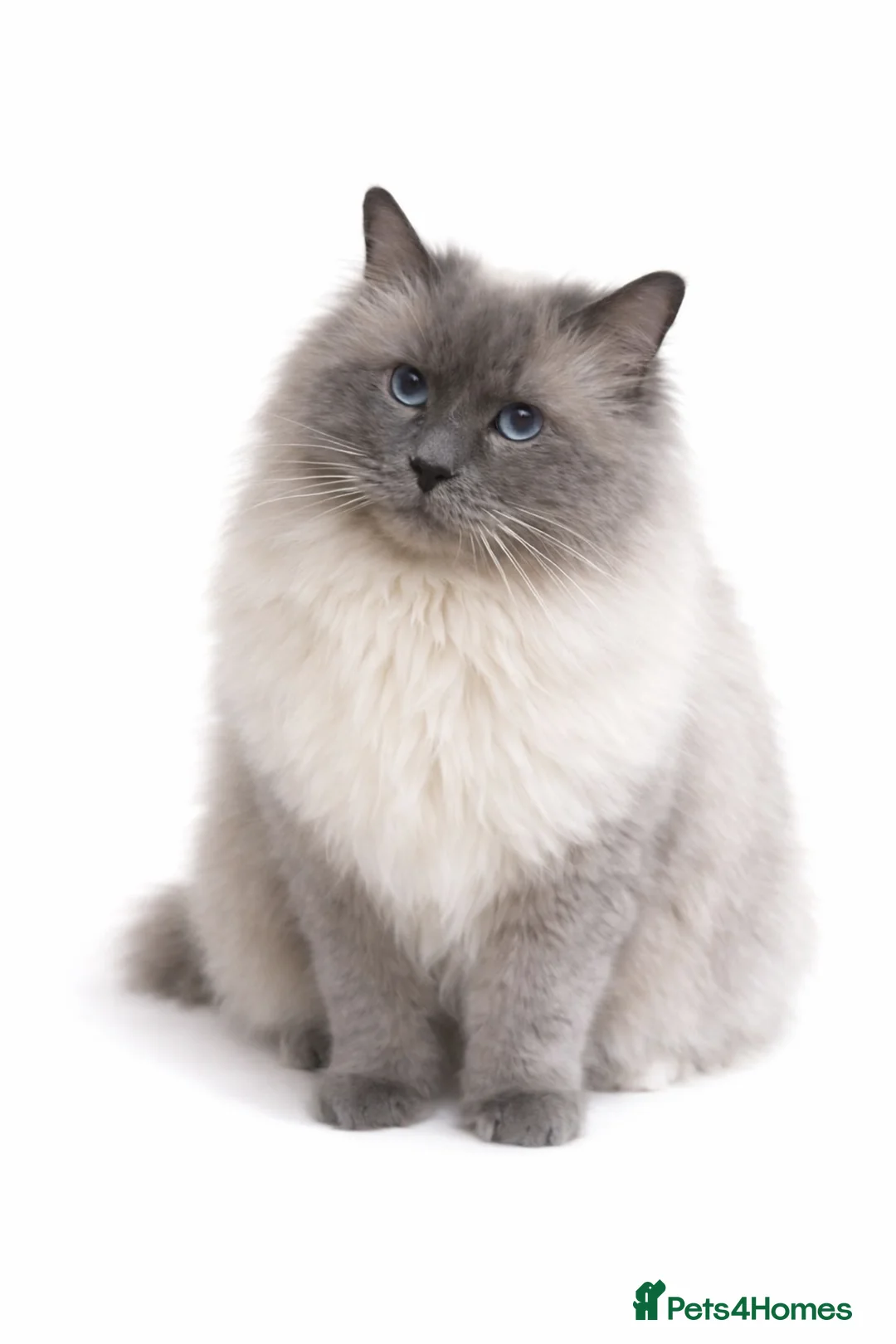 Ragdoll cats for stud: 🏆Gccf/TICA CARRYING CHOCOLATE  gccf ragdoll stud  in Merthyr Tydfil - Advert 5