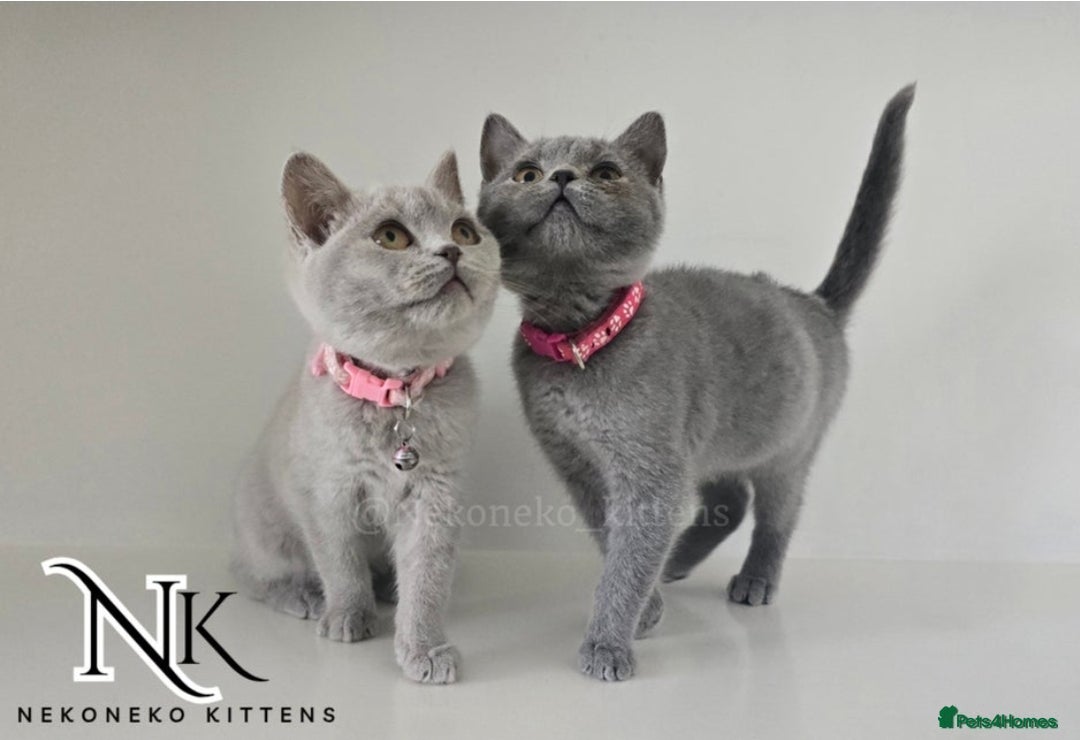 British Shorthair cats for sale: GCCF SHOW QUALITY BSH 👌 🥰🥰 - Image 3