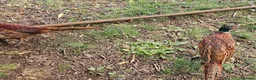 Pheasants poultry for sale: Ringneck Pheasant Cock Birds - Advert 3