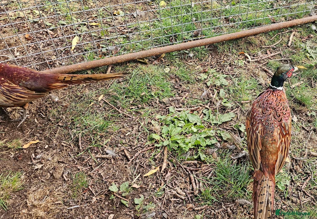 Pheasants poultry for sale: Ringneck Pheasant Cock Birds - Advert 3