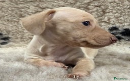 Miniature Dachshund dogs for sale: Miniature dachshund - Image 26