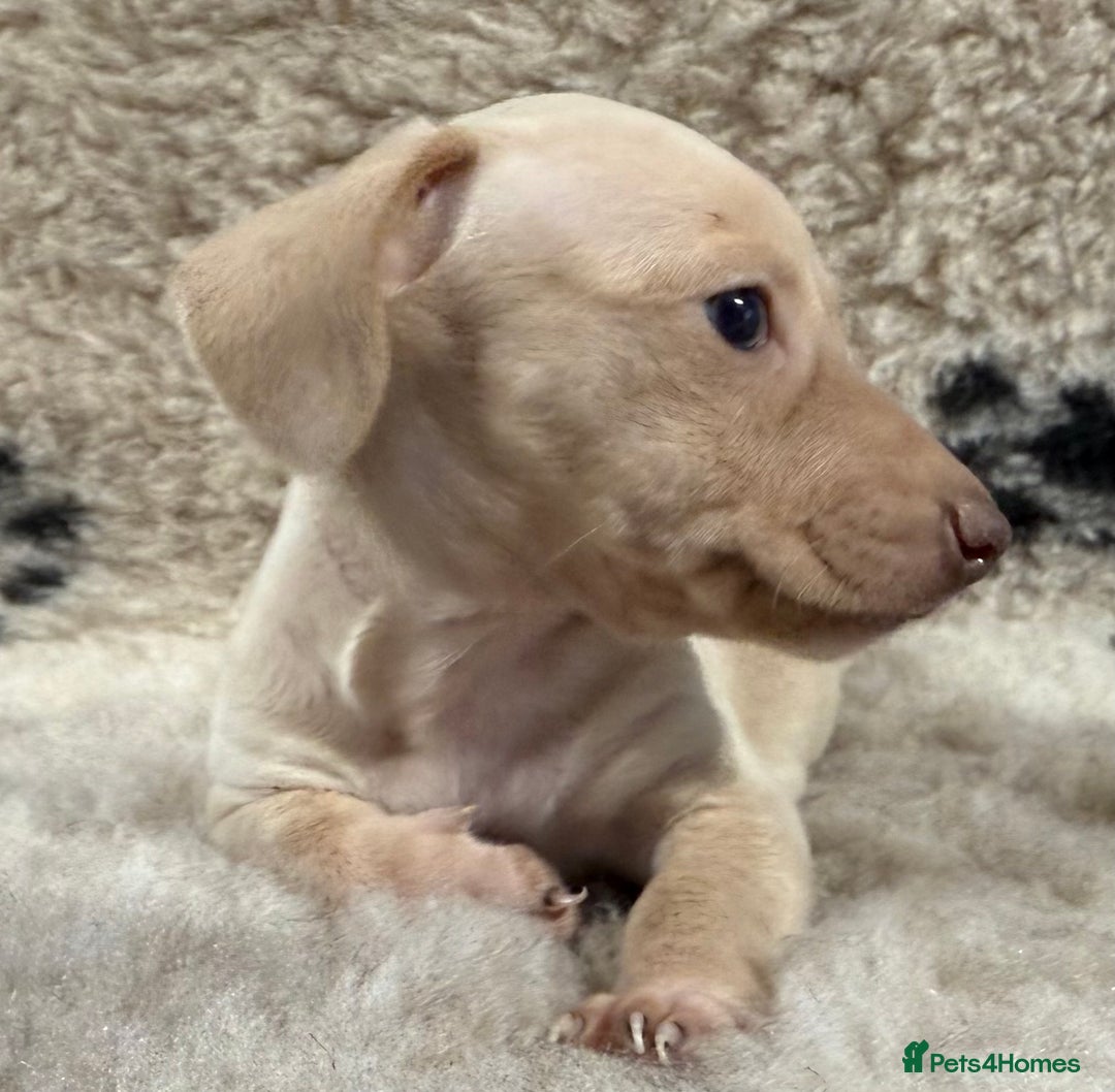Miniature Dachshund dogs for sale: Miniature dachshund - Image 26