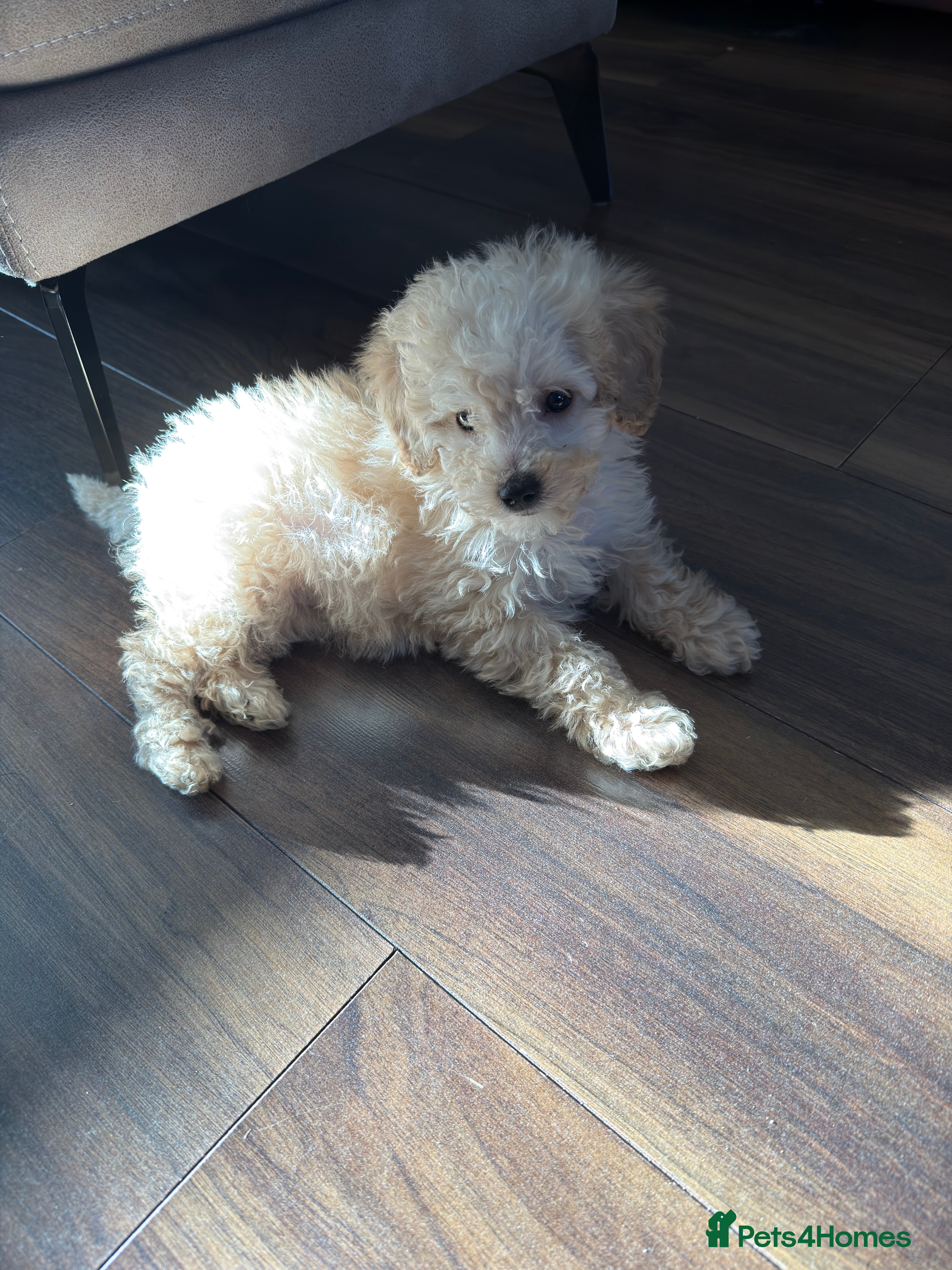 Mixed Breed dogs Toy poodle mixed in Oldham - Advert 11