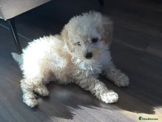 Mixed Breed dogs Toy poodle mixed in Oldham - Advert 1