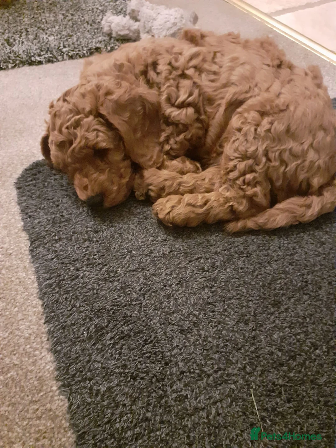 Cockapoo dogs for stud: F1 Red Cockapoo PROVEN Stud-Extensively DNA Tested in Stafford - Advert 18