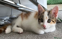 Domestic Shorthair cats for sale: Chloe and Zoe - Image 2