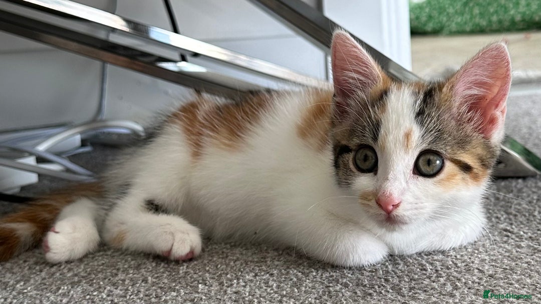 Domestic Shorthair cats for sale: Chloe and Zoe - Image 2