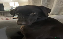 Labrador Retriever dogs for sale: Chocolate Labrador Retriever needs forever home.  - Image 3