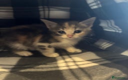 Mixed Breed cats for sale: 3 kittens ready to leave  - Image 2