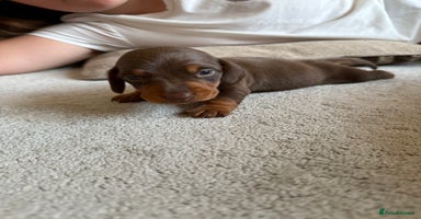 Miniature Dachshund dogs - Advert 11