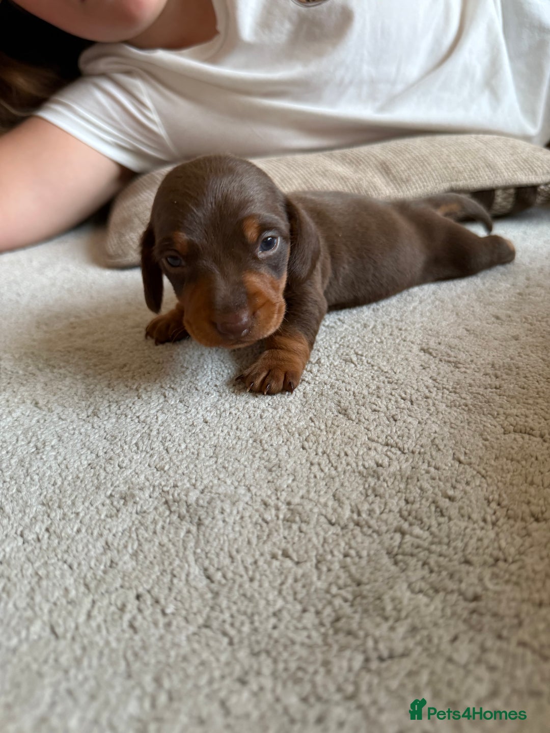 Miniature Dachshund dogs for sale: KC Miniature Dachshund puppies - Image 2