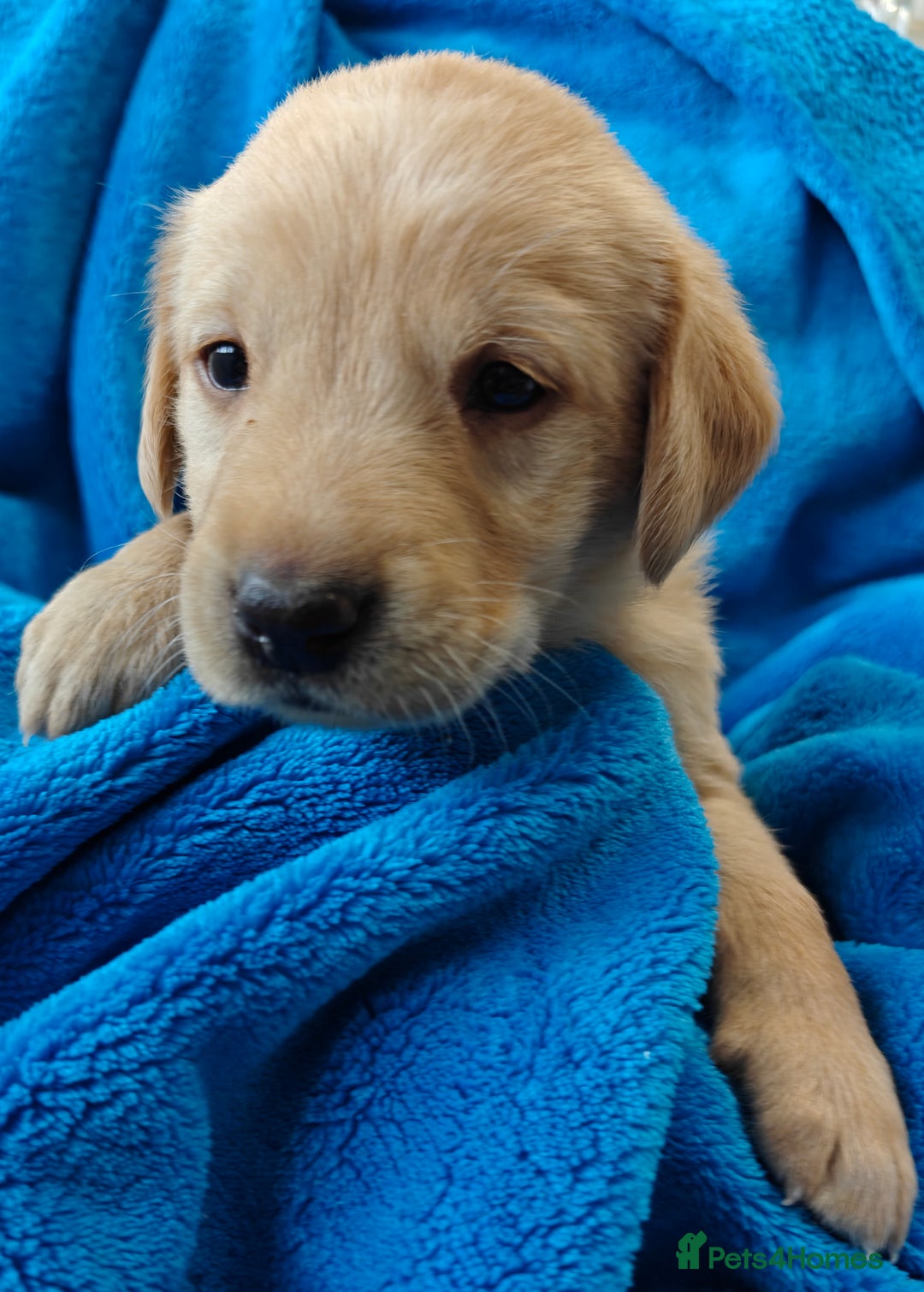 Labrador Retriever dogs for sale: Stunning KC registered fully health tested puppies - Image 11