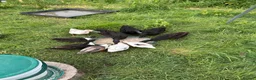 Ducks poultry for sale: Runner x Cayuga ducks  - Advert 3
